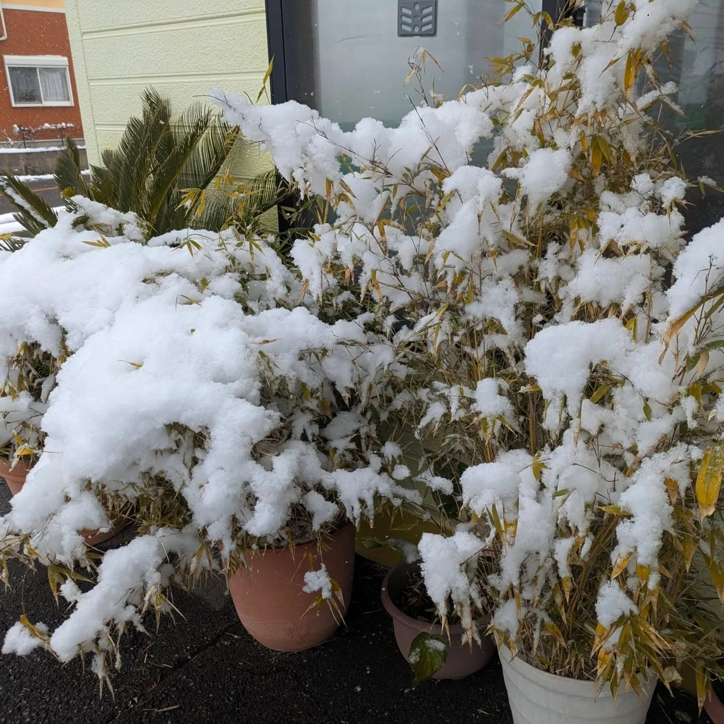 雪がすごいですね⛄️⁡